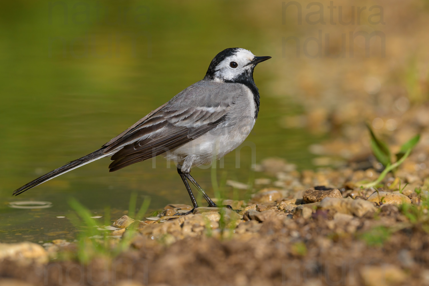 Photos of White Wagtail (Motacilla alba)