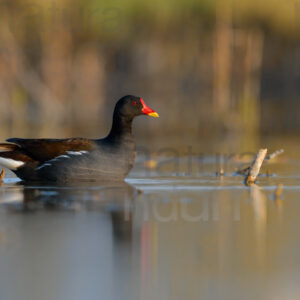 Foto di Gallinella d'acqua (Gallinula chloropus)