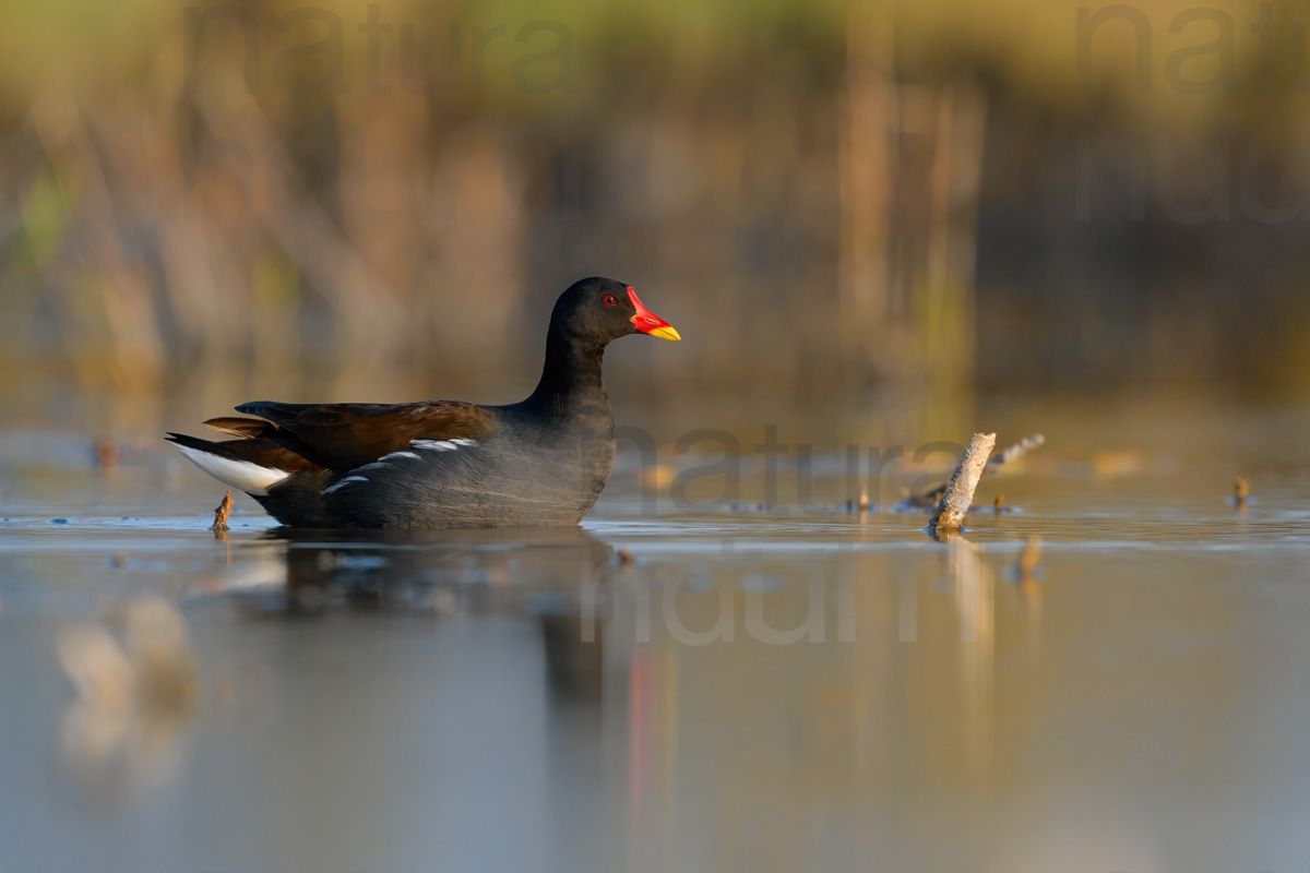 Foto di Gallinella d'acqua (Gallinula chloropus)