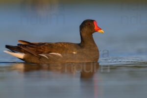 Foto di Gallinella d'acqua (Gallinula chloropus)