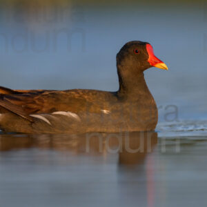 Foto di Gallinella d'acqua (Gallinula chloropus)