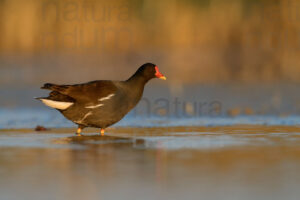 Foto di Gallinella d'acqua (Gallinula chloropus)