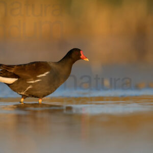 Foto di Gallinella d'acqua (Gallinula chloropus)