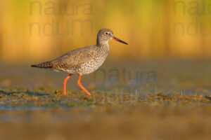 Photos of Common Redshank (Tringa totanus)