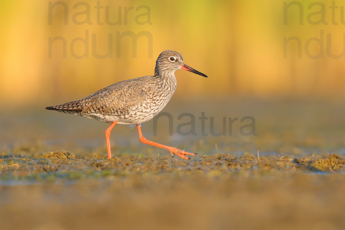 Photos of Common Redshank (Tringa totanus)