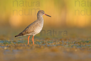 Photos of Common Redshank (Tringa totanus)