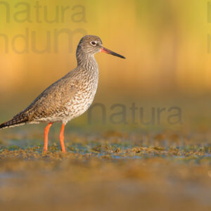 Photos of Common Redshank (Tringa totanus)