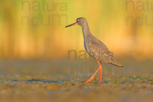 Photos of Common Redshank (Tringa totanus)