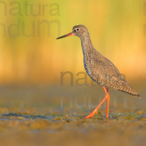 Photos of Common Redshank (Tringa totanus)