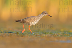 Photos of Common Redshank (Tringa totanus)