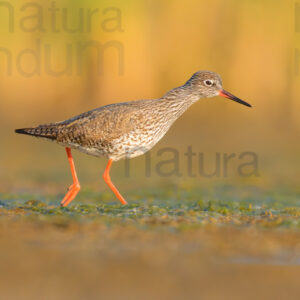 Photos of Common Redshank (Tringa totanus)