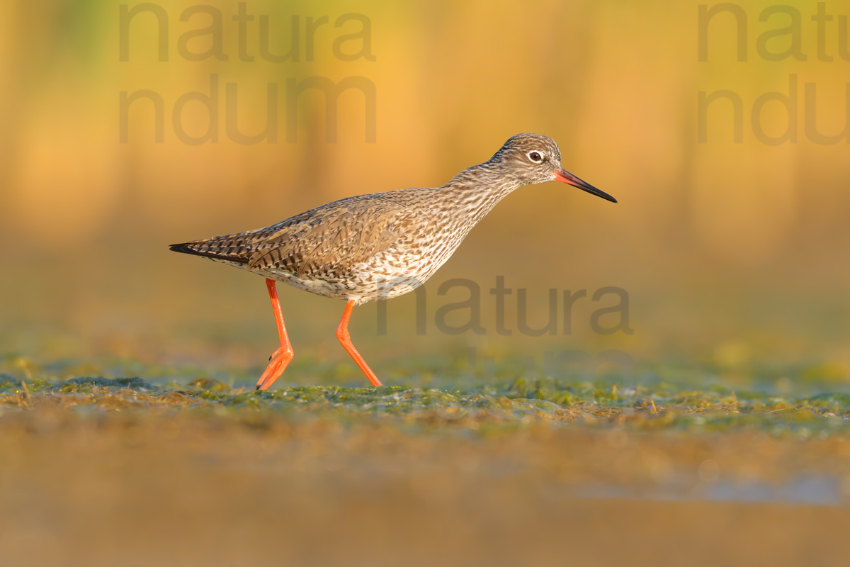 Photos of Common Redshank (Tringa totanus)