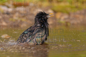 Foto di Storno comune (Sturnus vulgaris)