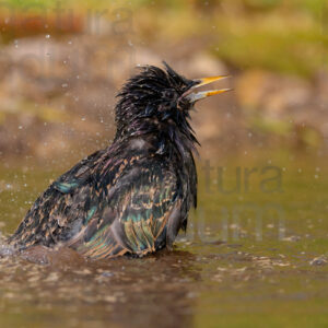 Foto di Storno comune (Sturnus vulgaris)