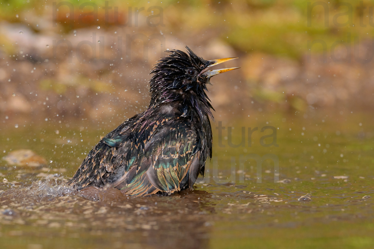 Photos of Common Starling (Sturnus vulgaris)