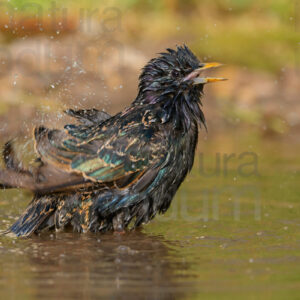 Foto di Storno comune (Sturnus vulgaris)