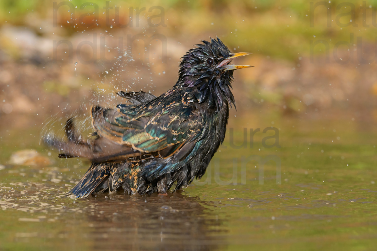 Foto di Storno comune (Sturnus vulgaris)