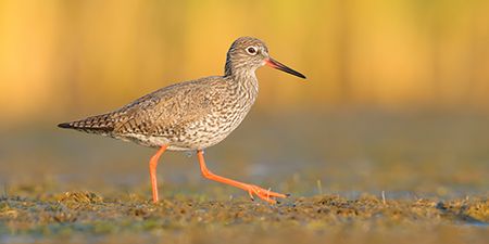 foto di uccelli caradriformi