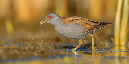 foto di uccelli rallidi (Rallidae)