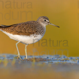 Foto di Piro piro culbianco (Tringa ochropus)