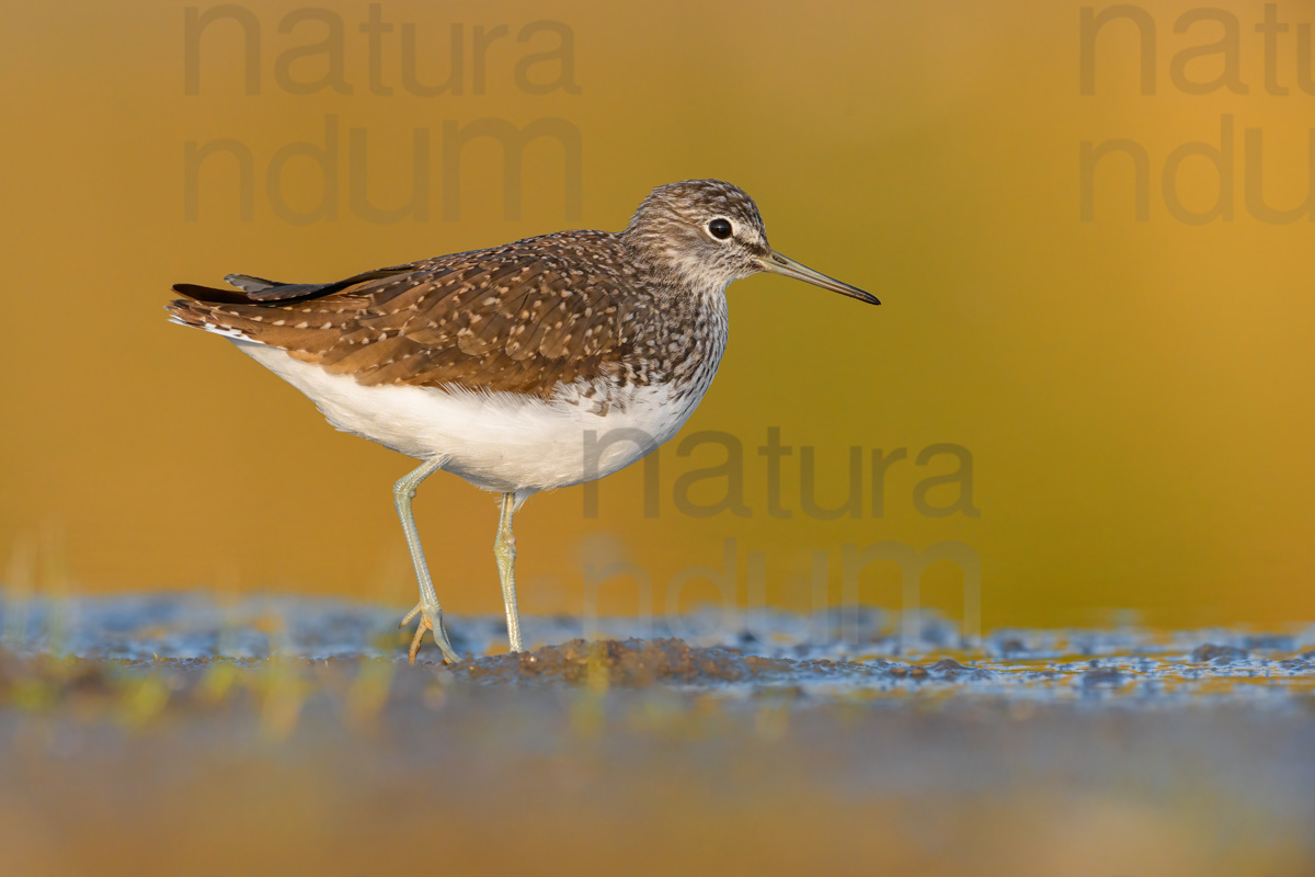 Foto di Piro piro culbianco (Tringa ochropus)