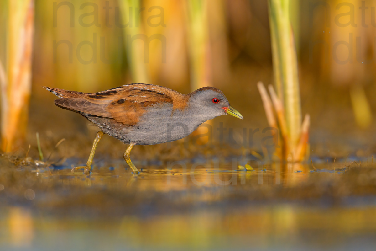 Photos of Little Crake (Porzana parva)