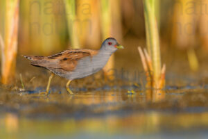 Photos of Little Crake (Porzana parva)