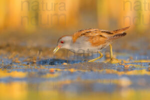 Photos of Little Crake (Porzana parva)