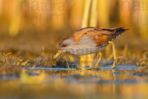 Photos of Little Crake (Porzana parva)