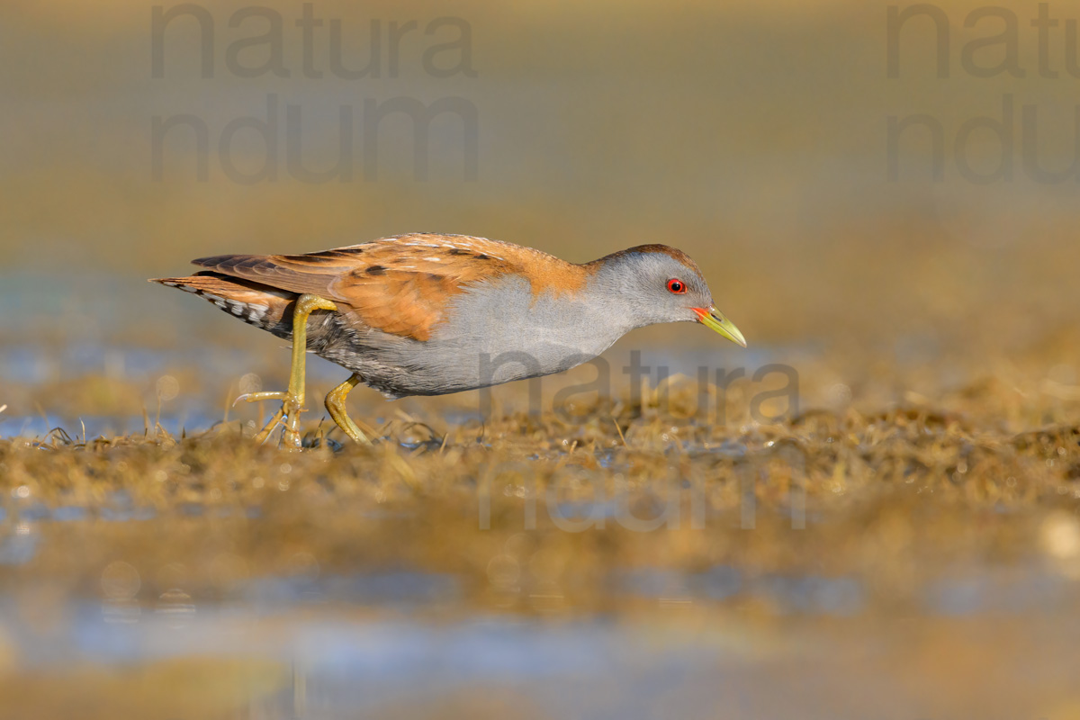 Photos of Little Crake (Porzana parva)