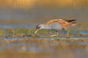 Photos of Little Crake (Porzana parva)