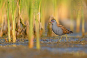 Photos of Little Crake (Porzana parva)