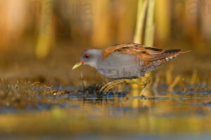 Photos of Little Crake (Porzana parva)