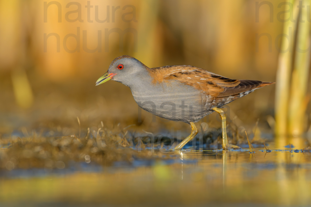 Photos of Little Crake (Porzana parva)