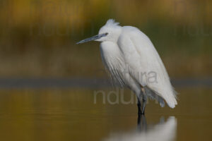 Foto di Garzetta (Egretta garzetta)