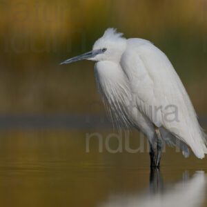 Foto di Garzetta (Egretta garzetta)