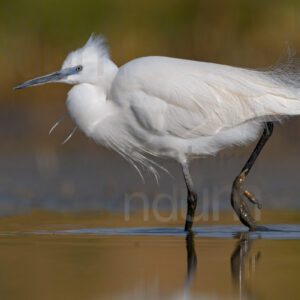 Foto di Garzetta (Egretta garzetta)