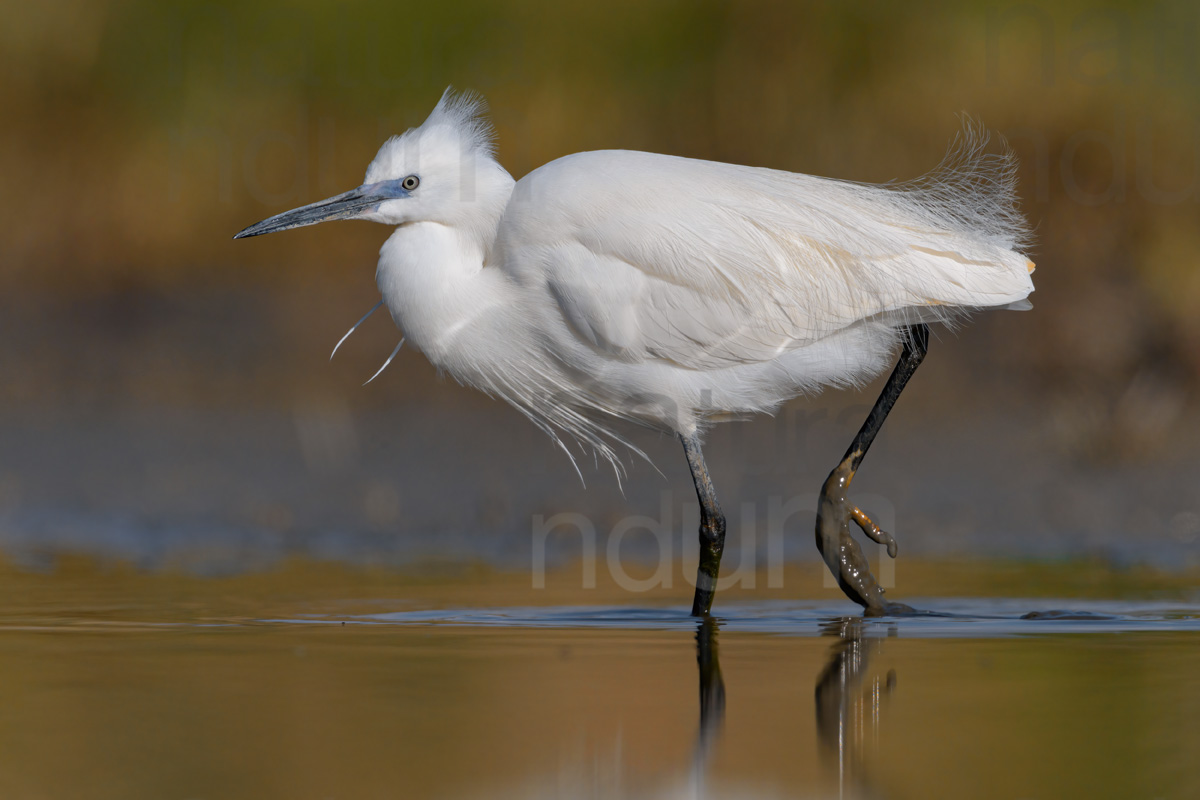 Foto di Garzetta (Egretta garzetta)