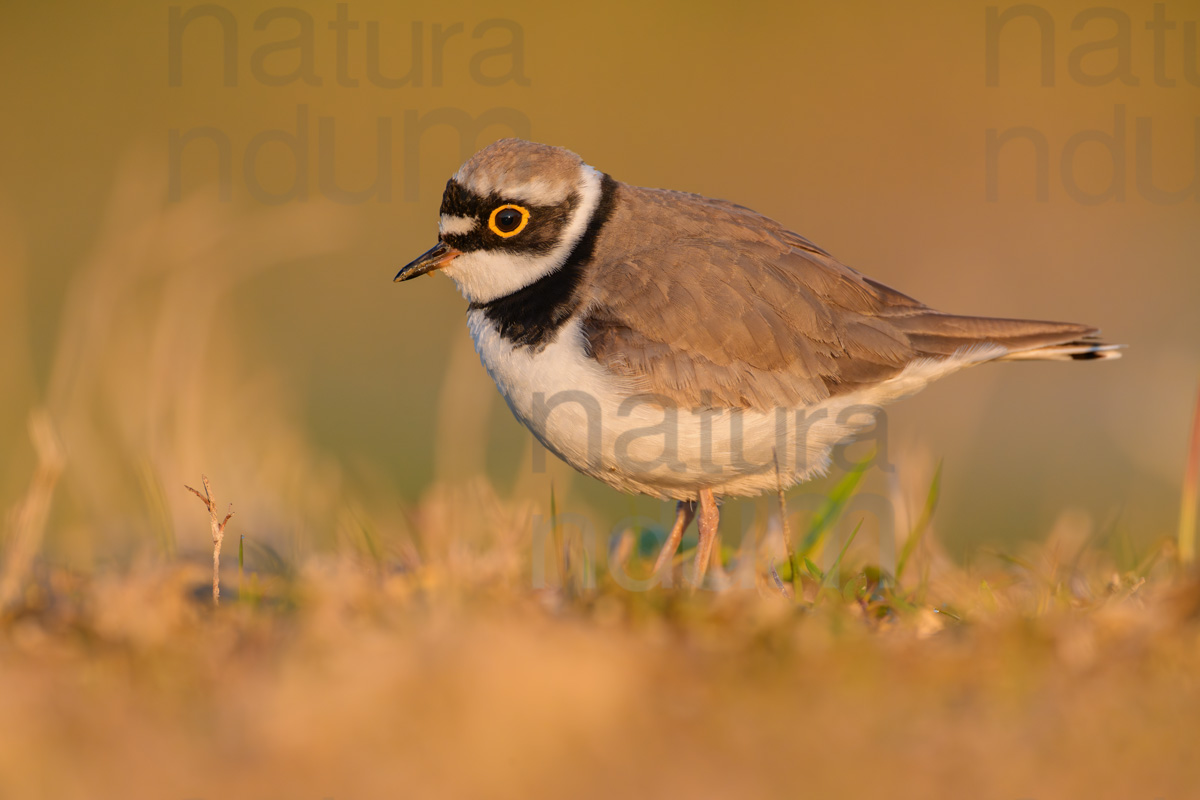 Foto di Corriere piccolo (Charadrius dubius)