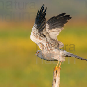 Photos of Montagu's Harrier (Circus pygargus)