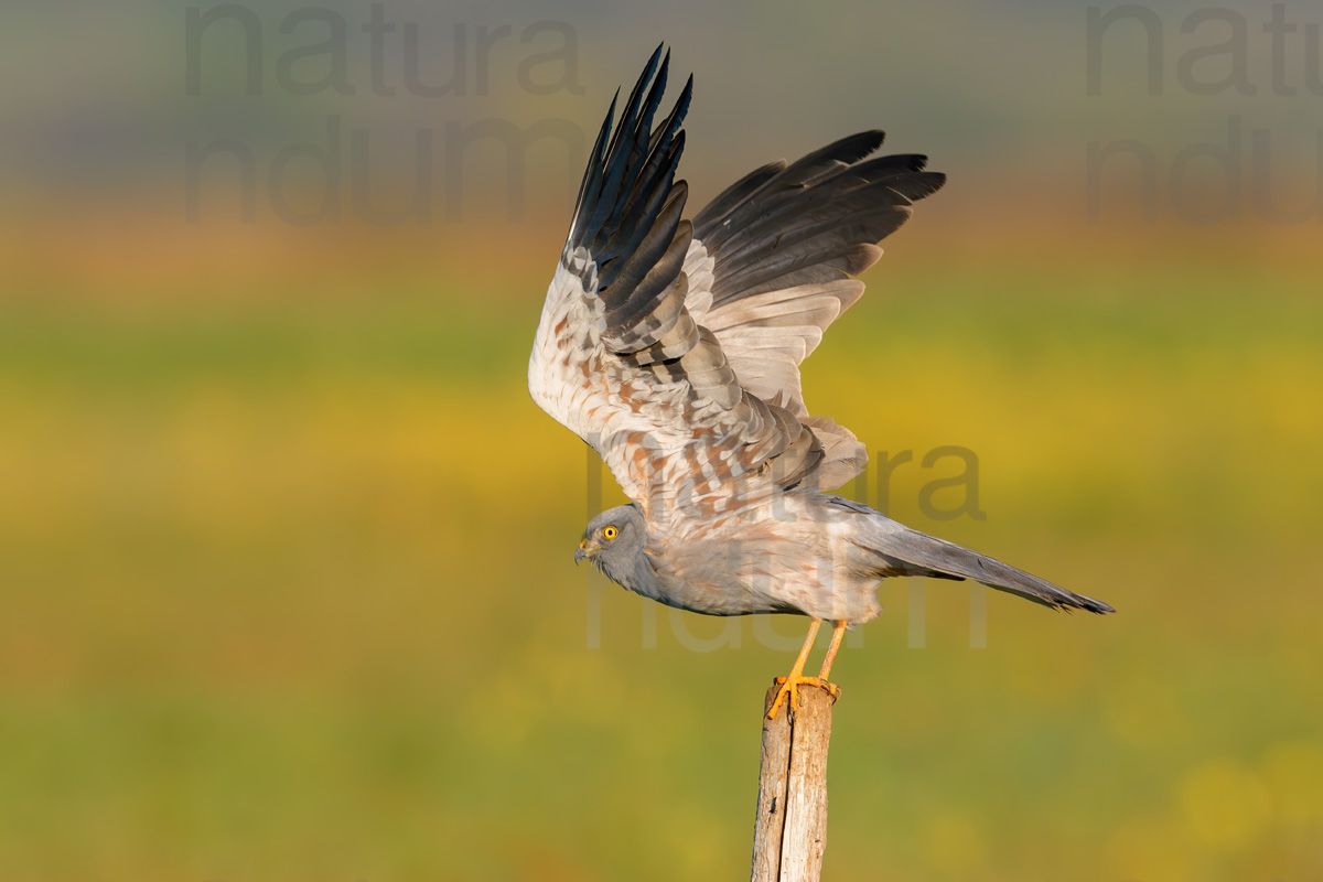 Photos of Montagu's Harrier (Circus pygargus)