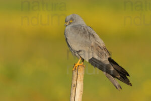 Photos of Montagu's Harrier (Circus pygargus)