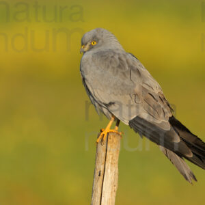 Photos of Montagu's Harrier (Circus pygargus)