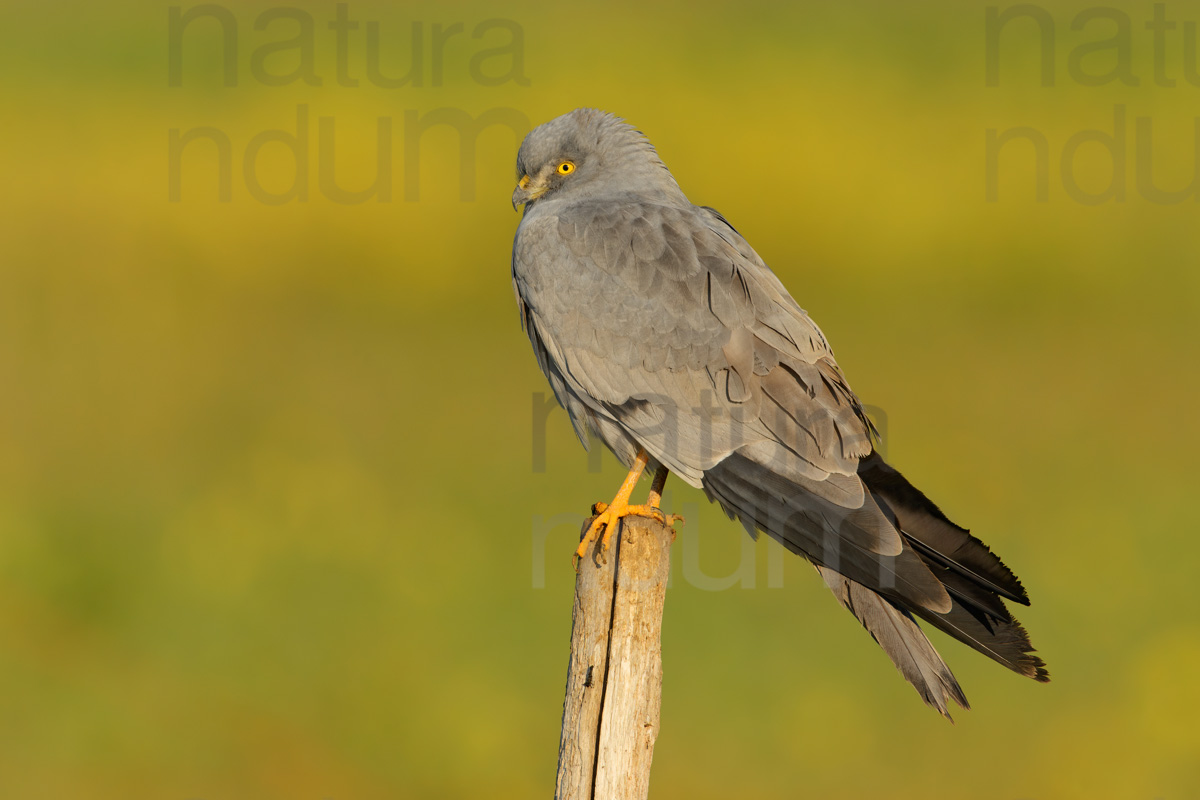 Photos of Montagu's Harrier (Circus pygargus)