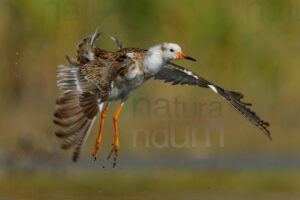 Photos of Ruff (Calidris pugnax)