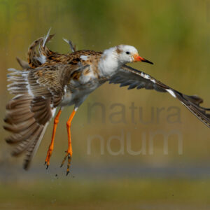 Foto di Combattente (Calidris pugnax)