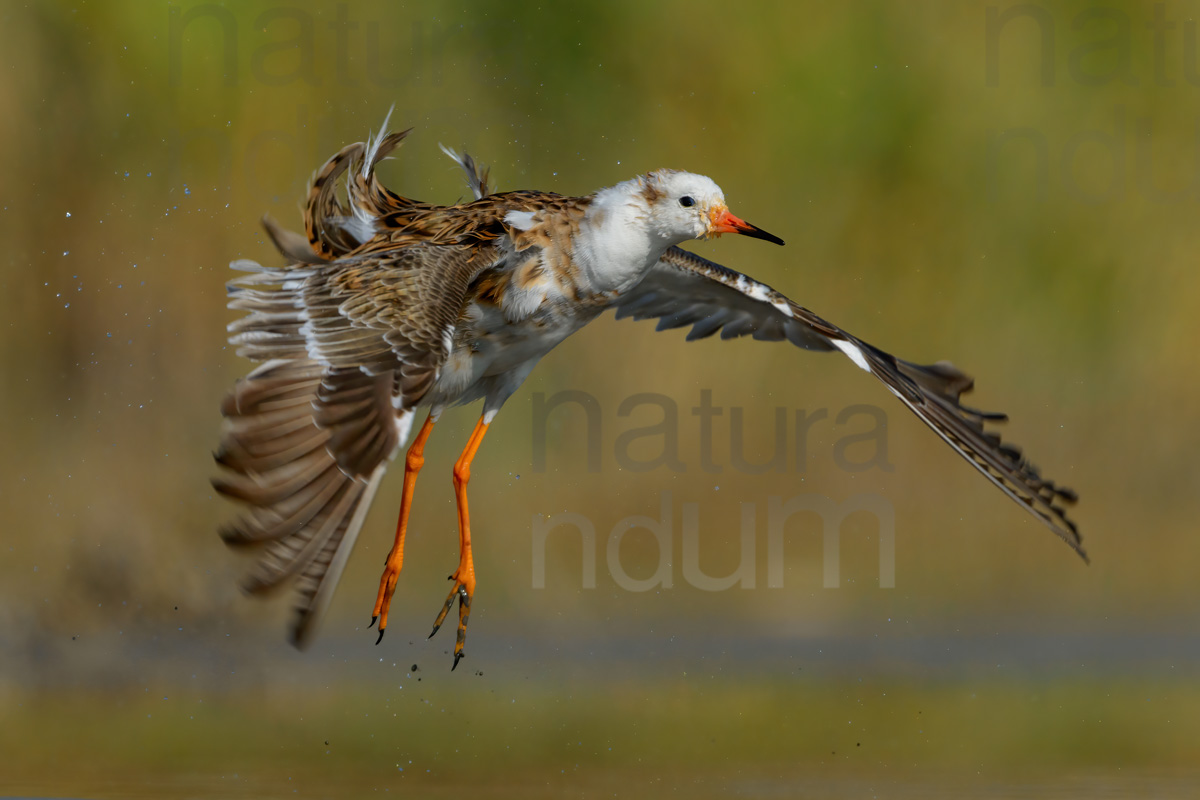 Foto di Combattente (Calidris pugnax)