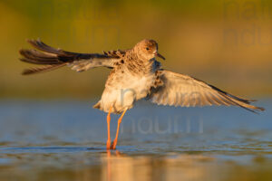 Foto di Combattente (Calidris pugnax)