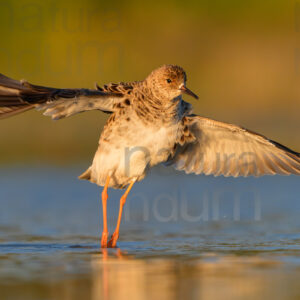 Foto di Combattente (Calidris pugnax)