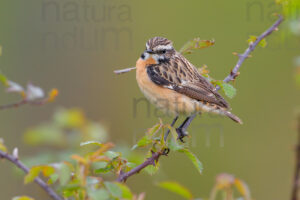 Foto di Stiaccino (Saxicola rubetra)